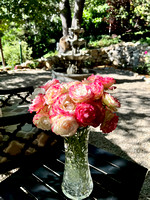 Cherry Parfait Roses - one of a hundred varieties we will have