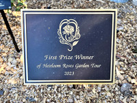 Our Lover's Garden won the Heirloom Roses first prize last year