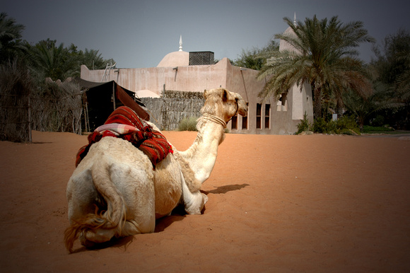 My favorite she-camel