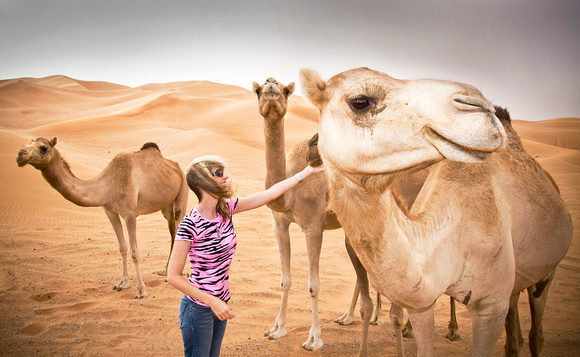 Petting wild camels near Oman